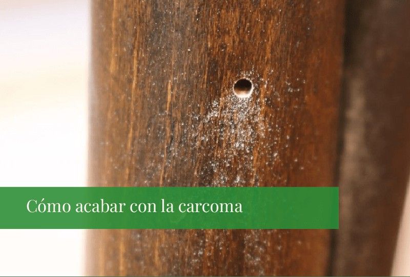 Cómo acabar con la carcoma