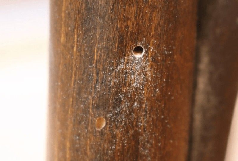 Comment se débarrasser du ver à bois
